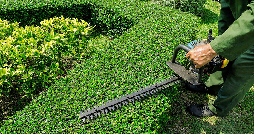 hedge maintenance