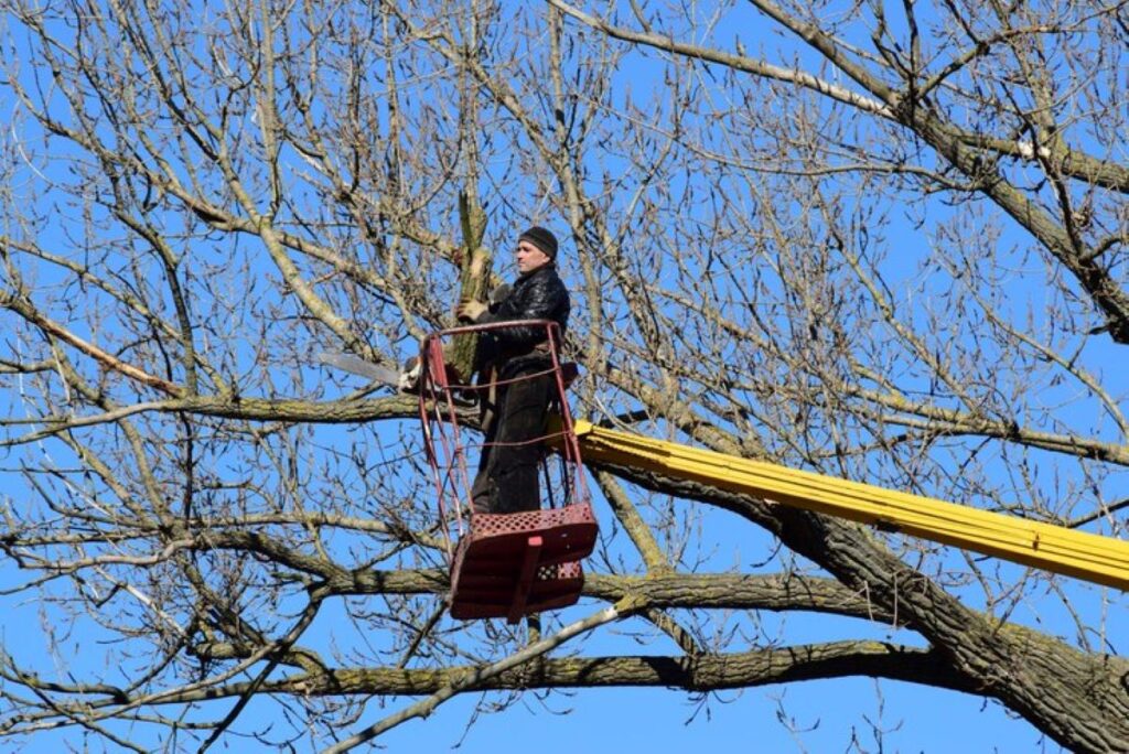 Proper tree pruning